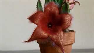 Stapelia time lapse [upl. by Muller881]