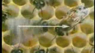 Dancing Honeybee Using Vector Calculus to Communicate [upl. by Lain846]