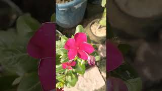 Catharanthus roseus syn Vinca Rosea Grape Cooler Rosy periwinkle bharatgarden flowergardening [upl. by Notserc704]