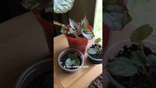 Begonia Propagation🪴 [upl. by Verla]