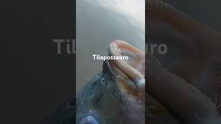 Tilápia do nilo  Apoie o canal peixevivovalemais pescaria fishing tilapia [upl. by Roland590]