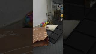 loki cute silvie pets cuteanimals youtubeshorts [upl. by Buonomo]