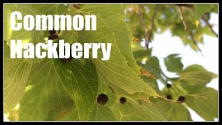 Common Hackberry Celtis occidentalis Overview  Ninja Gardening  Episode 49 [upl. by Ingham]