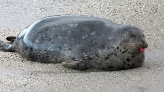 A Funny Harbor Seal [upl. by Hailed]