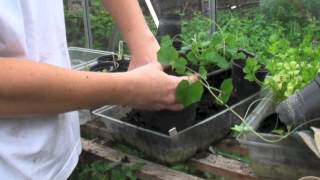 Pottingup your cucamelons  Claires allotment part 214 [upl. by Hsoj]