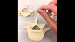 Difference Between Vertebra [upl. by Utham]