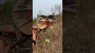 Frilled Neck Lizard 😳 shorts shortsfeed  facts animals [upl. by Luahs]