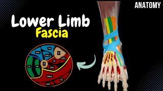 Fascia of the Lower Limb Cross Sections Tendinous Sheath Retinaculum  Anatomy [upl. by Nomed]