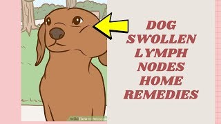 dog swollen lymph nodes home remedies  home remedies for swollen lymph nodes [upl. by Ule]