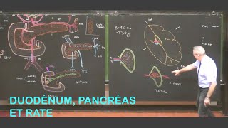 Anatomie du duodénum pancréas et rate Abdomen 2 [upl. by Alana]