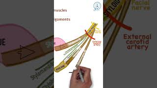 Styloid process  NEET PG  INICET  MBBS ANATOMY LECTURES [upl. by Callida]