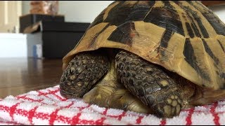 Hibernating Tortoise Unboxing 2019 [upl. by Freud585]