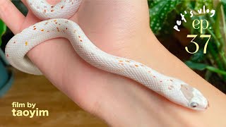 Pet’s Vlog37 🐍 ชั่งน้ำหนักน้องงู palmetto corn snake 1 ขวบแล้ว นนเท่าไหร่ cornsnake [upl. by Darwen]