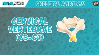 Cervical Vertebrae C3C7 Anatomy [upl. by Ahselaf]