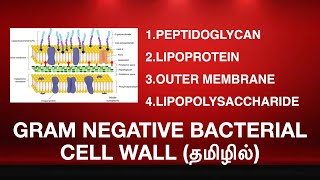 GRAM NEGATIVE BACTERIAL CELL WALL STRUCTURE  lipoprotein lipopolysaccharide outer membrane TAMIL [upl. by Ballinger]