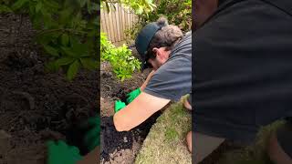 Satisfying lawn edging and planting satisfying lawncare shorts planting [upl. by Lougheed669]