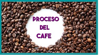 Proceso del cafe paso a paso [upl. by Mailliwnhoj]