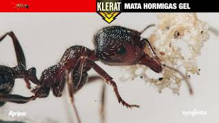 Klerat Hormigas Gel [upl. by Montague]