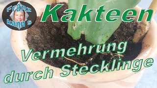 Kakteen durch Stecklinge vermehren [upl. by Hailat756]