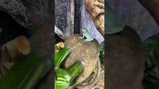 Cutest frog ever cuteanimals treefrogs youtubeshorts paludarium [upl. by Athalia]