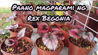 Rex Begonia Successful Leaf Propagation [upl. by Leahcim388]