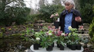 All About Hellebores [upl. by Ika]