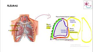 VÍAS RESPIRATORIAS Pleuras y Pulmones [upl. by Aulea165]