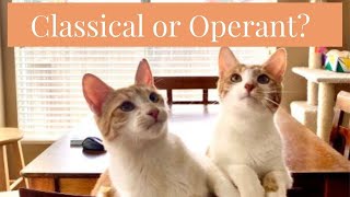 Classical vs Operant Conditioning with Cats [upl. by Derinna613]