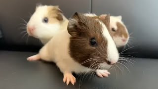 Excited Baby Guinea Pigs Wheeking Loudly [upl. by White745]