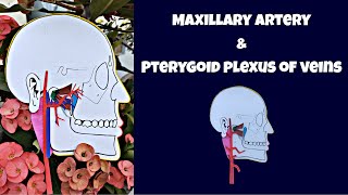 Maxillary artery and Pterygoid plexus of veins  With dental significance [upl. by Enitsirc867]