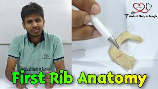 First rib anatomy in bangla [upl. by Ydal]