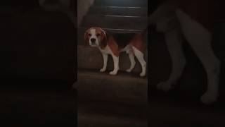 Beagle 🐕max k khujli ho rahi trending shorts viralc [upl. by Emsmus180]