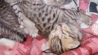 Beautiful Petopia is live little kittens can anyone adopt them [upl. by Iddo]