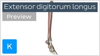 Functions of the extensor digitorum longus muscle preview  3D Anatomy  Kenhub [upl. by Algy]