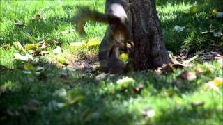 Ritual of mating  Squirrels [upl. by Natsirt]