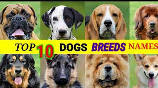 most popular dog breeds names 🐕popular dog breeds dog breedsdog breeds name [upl. by Alikahs]