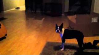 Boston Terrier Barking [upl. by Aropizt]