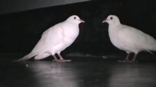 Beautiful White Doves Coo Call Sound  World Best Doves Cooing Sound [upl. by Bonn143]