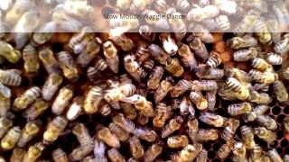 Honey Bees Waggle Dance [upl. by Amil962]