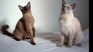 Tonkinese cat History Personality Health Care [upl. by Youngran]