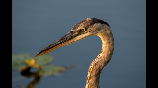 Anhinga Trail Everglades NP May 6 2023 [upl. by Nira]