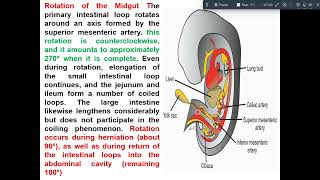 development of midgut amp hindgut [upl. by Animas253]