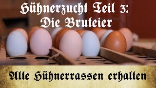 Zucht alter Hühnerrassen  Teil 3 Auswahl und Lagerung der Bruteier [upl. by Ursal766]