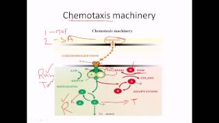 Chemotaxis of flagella [upl. by Angi805]