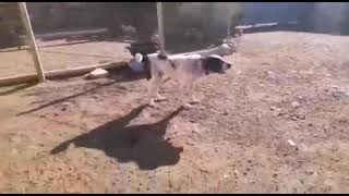 Very good guard dog dog animal guarddog köpek kopekler shorts [upl. by Leahcimluap238]