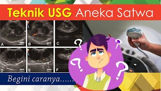 Teknik USG Aneka Satwa Begini caranya gaes [upl. by Atinet30]