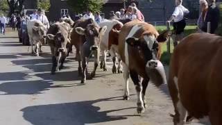 Viehscheid Thalkirchdorf 2016  Almabtrieb Allgäu [upl. by Lak]