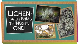 Lichen Two Living Things In One  Biology for Kids [upl. by Radburn600]