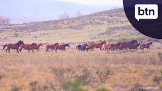 Brumby Control  Behind the News [upl. by Hendren461]