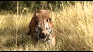 LE LIVRE DE LA JUNGLE  Bande Annonce 1 [upl. by Eidarb]